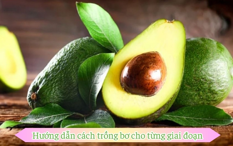 Hướng dẫn cách trồng bơ​ cho từng giai đoạn