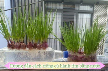 10 Cách trồng hành tím cho thu hoạch lớn và mẹo dễ thực hiện