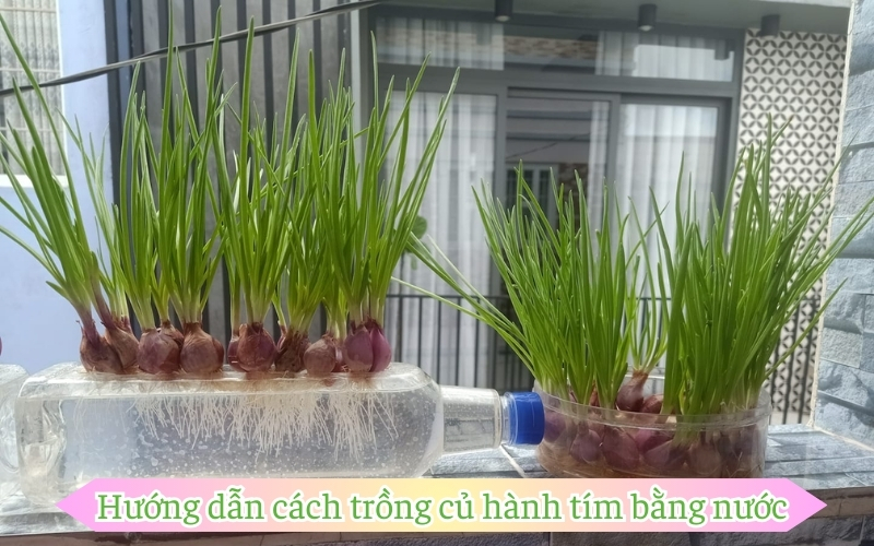 Hướng dẫn cách trồng củ hành tím bằng nước