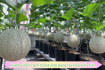 Chia sẻ cách trồng dưa gang tại nhà dễ trồng mà lại sai quả