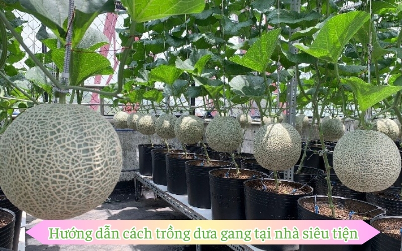 Hướng dẫn cách trồng dưa gang tại nhà siêu tiện