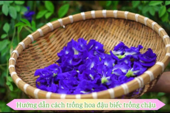 Tất cả những gì bạn cần biết về cách trồng hoa đậu biếc