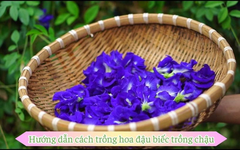 Hướng dẫn cách trồng hoa đậu biếc trồng chậu