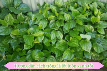 Bí quyết cách trồng lá lốt giúp cây phát triển xanh tốt