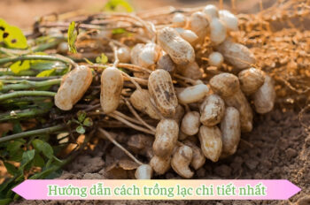 Tìm hiểu cách trồng lạc tại nhà cho cây sai củ ít sâu bệnh