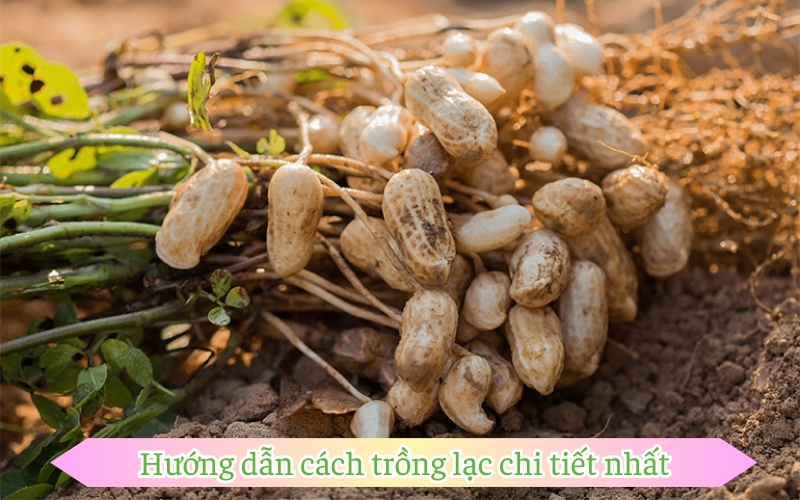 Hướng dẫn cách trồng lạc chi tiết nhất