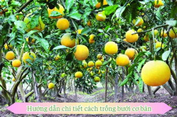 Cách trồng bưởi cho trái ngọt mà ai cũng có thể làm được