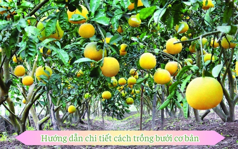 Hướng dẫn chi tiết cách trồng bưởi cơ bản