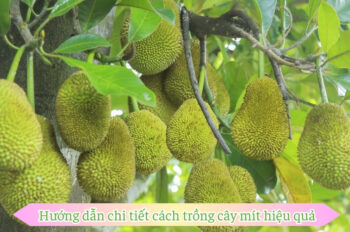 Cách trồng mít thái giúp nhà bạn có trái ngọt thơm quanh năm