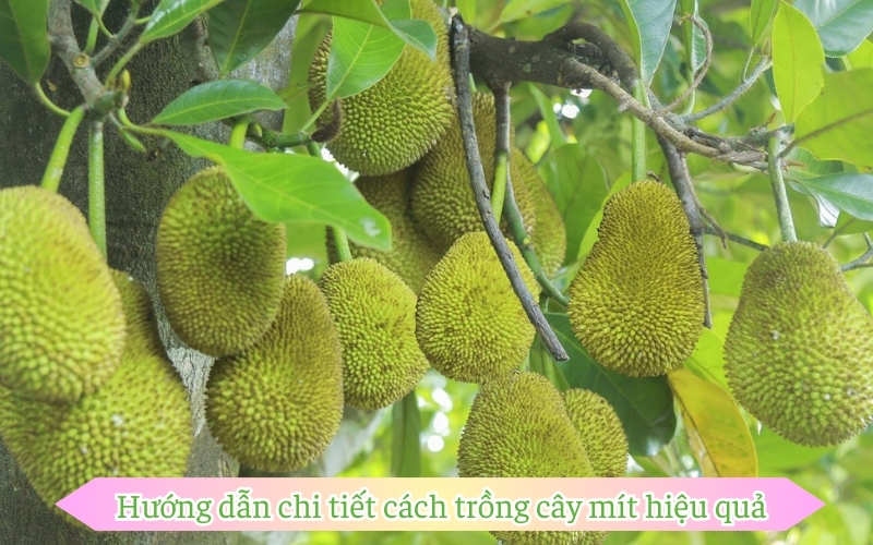 Hướng dẫn chi tiết cách trồng cây mít hiệu quả