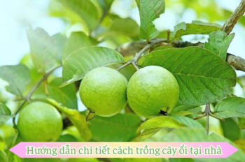 Học ngay cách trồng ổi đúng kỹ thuật để cây luôn ra quả ngọt