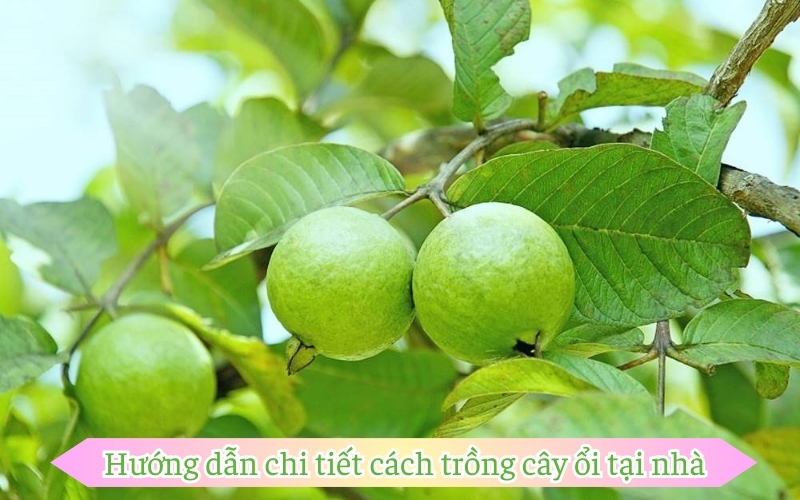 Hướng dẫn chi tiết cách trồng cây ổi tại nhà