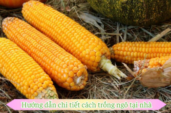 Học cách trồng ngô đúng kỹ thuật cho hạt đều và năng suất