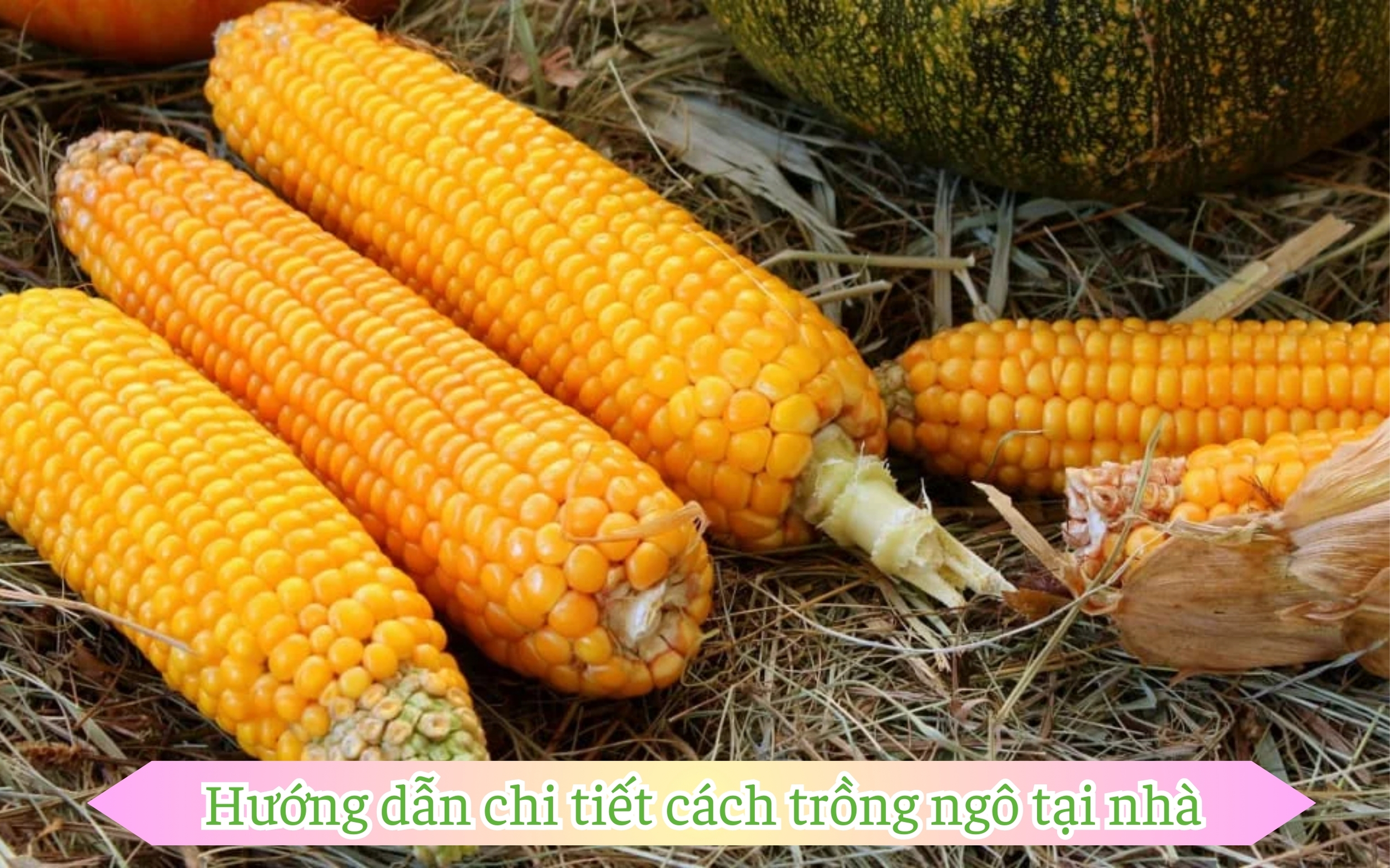 Hướng dẫn chi tiết cách trồng ngô tại nhà