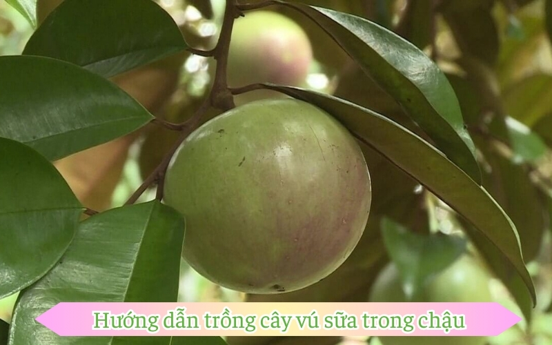 Hướng dẫn cách trồng cây vú sữa trong chậu