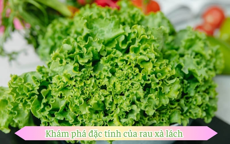 Khám phá đặc tính của rau xà lách