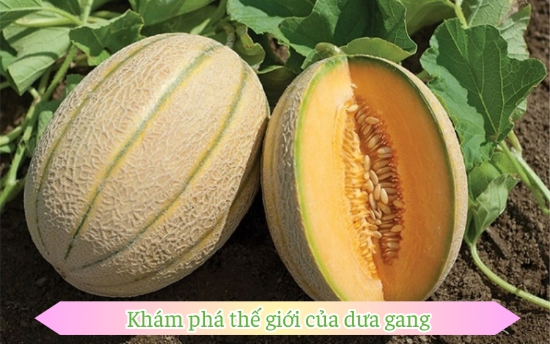 Khám phá thế giới của dưa gang