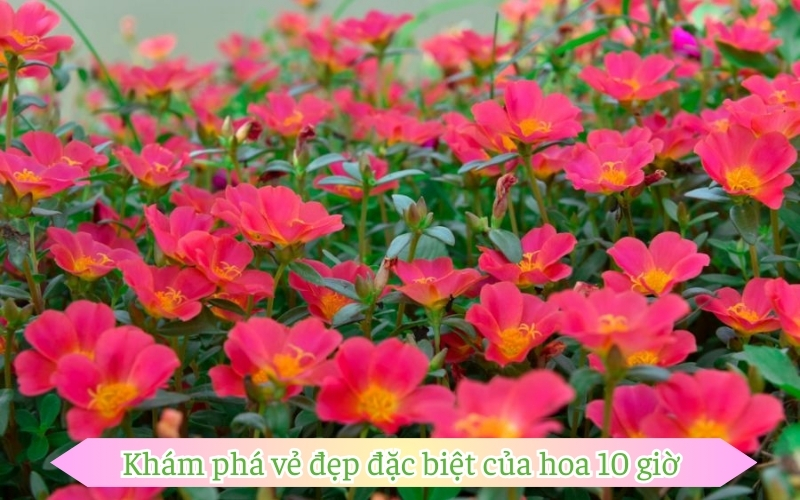 Khám phá vẻ đẹp đặc biệt của hoa 10 giờ