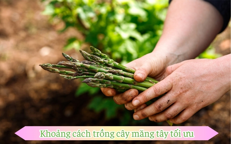 Khoảng cách trồng cây măng tây tối ưu