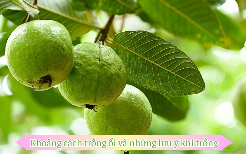 Khoảng cách trồng ổi và những lưu ý khi trồng