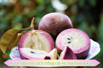 Cách trồng cây vú sữa để đảm bảo quả ngon ngọt và bội thu