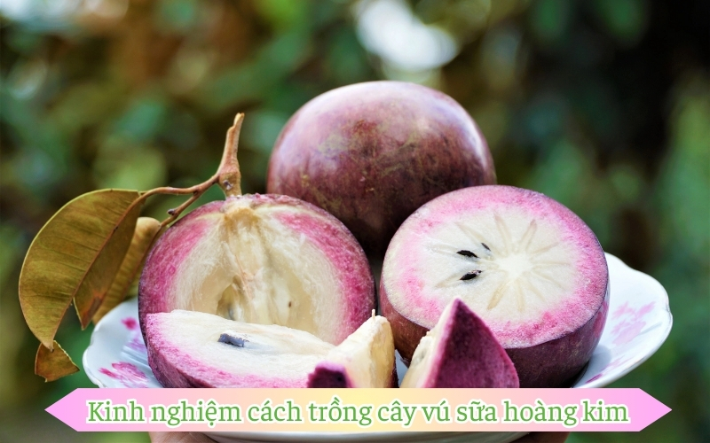 Kinh nghiệm cách trồng cây vú sữa hoàng kim