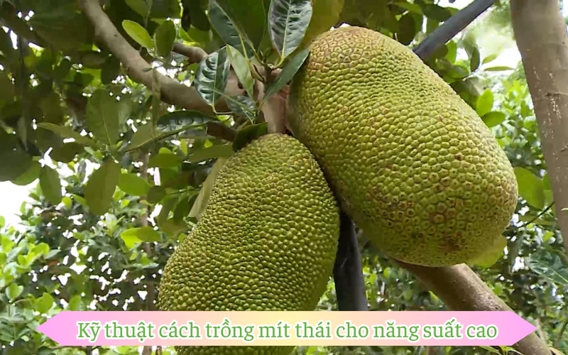 Kỹ thuật cách trồng mít thái cho năng suất cao