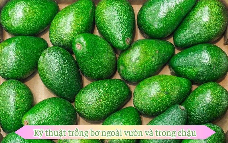 Kỹ thuật trồng bơ ngoài vườn và trong chậu