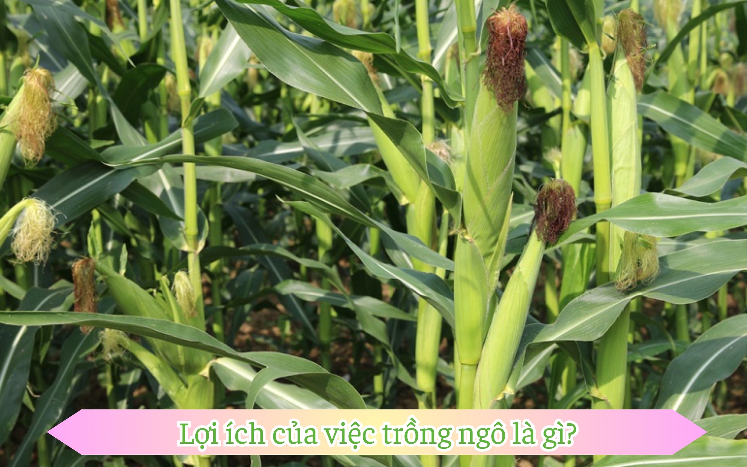 Lợi ích của việc trồng ngô là gì?