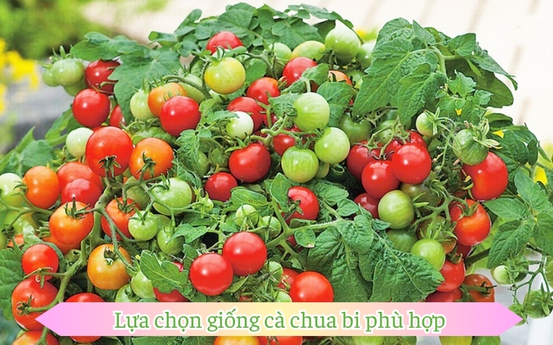 Lựa chọn giống cà chua bi phù hợp