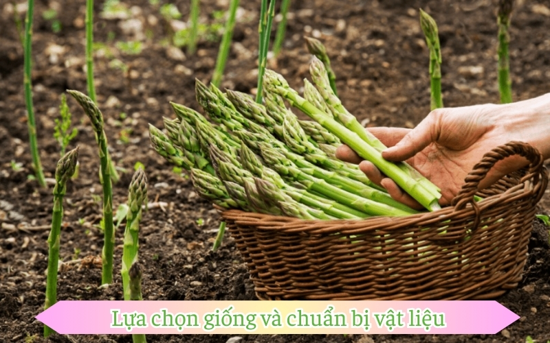 Lựa chọn giống và chuẩn bị vật liệu trồng măng tây