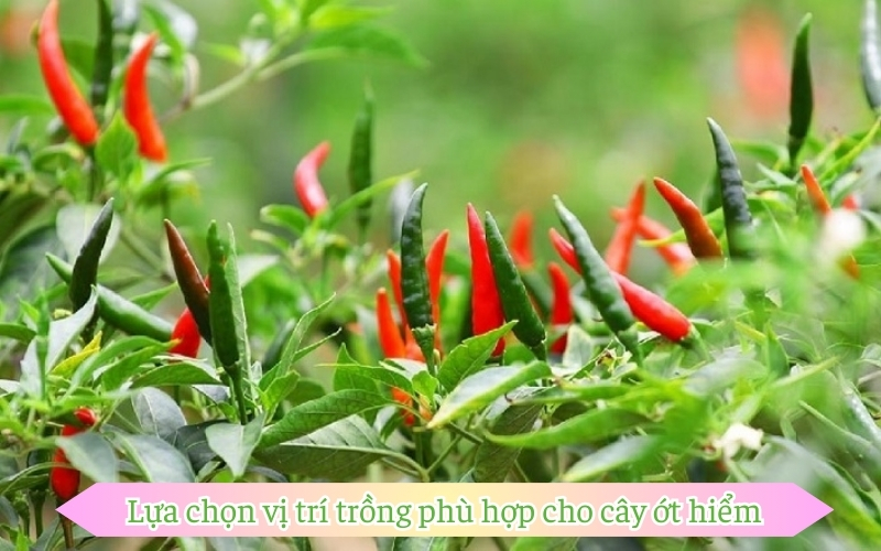 Lựa chọn vị trí trồng phù hợp cho cây hiểm