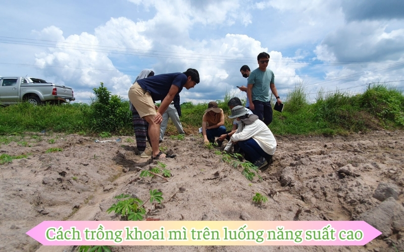 Mẹo cách trồng khoai mì trên luống năng suất cao