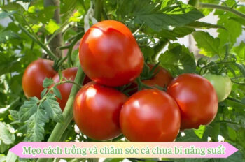 Cách trồng cà chua bi để có vườn rau sạch tươi ngon mỗi ngày