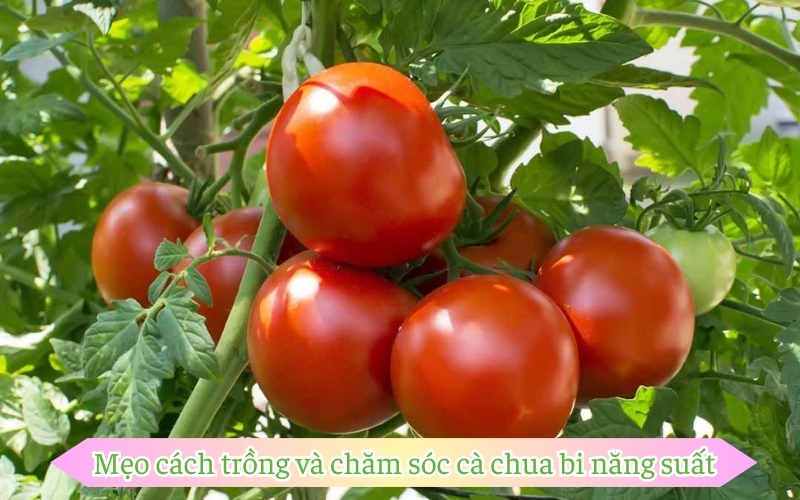 Mẹo cách trồng và chăm sóc cà chua bi​ năng suất cao