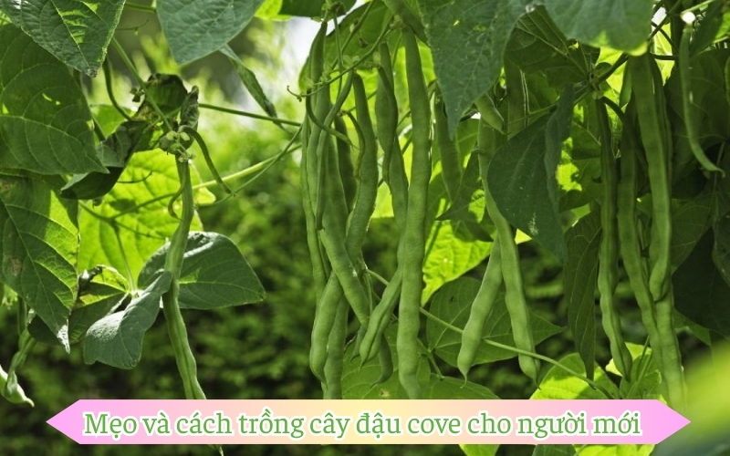 Mẹo và cách trồng cây đậu cove cho người mới