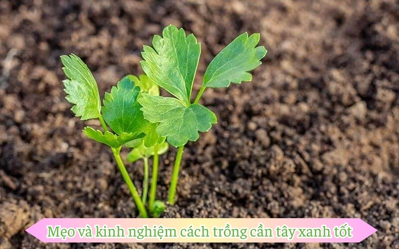 Mẹo và kinh nghiệm cách trồng cần tây xanh tốt