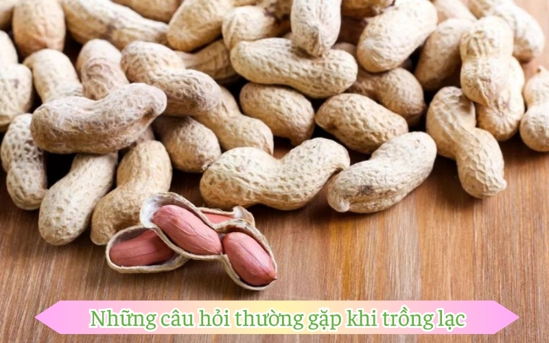 Những câu hỏi thường gặp khi trồng lạc