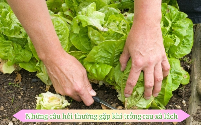 Những câu hỏi thường gặp khi trồng rau xà lách