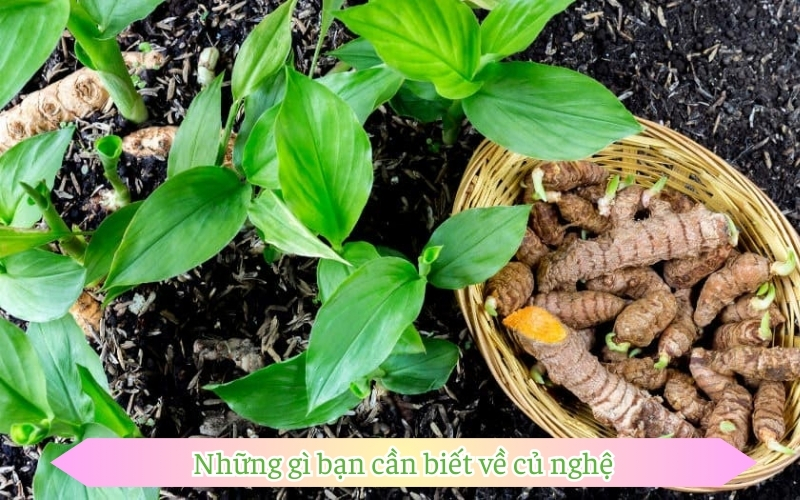 Những gì bạn cần biết về củ nghệ