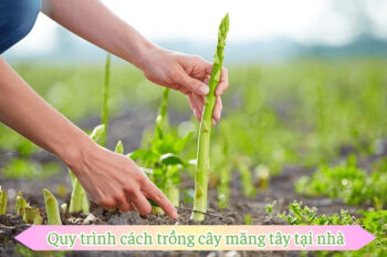 Mẹo và cách trồng cây măng tây đạt năng suất cao tại nhà