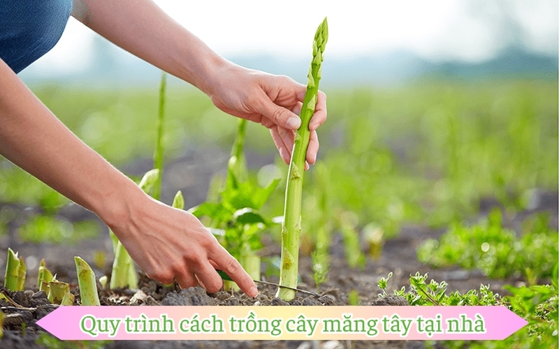 Quy trình cách trồng cây măng tây tại nhà