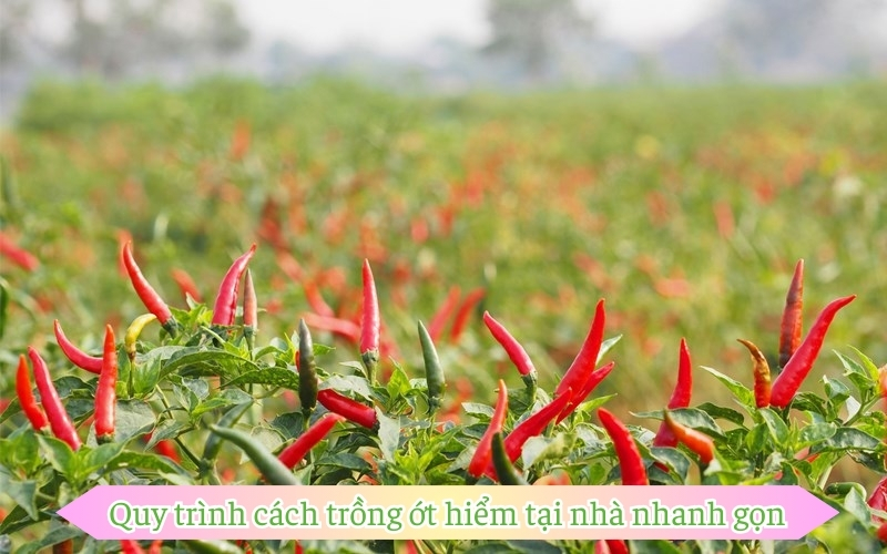 Quy trình cách trồng ớt hiểm tại nhà nhanh gọn