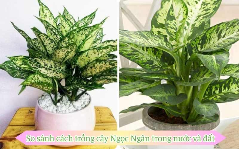 So sánh cách trồng cây Ngọc Ngân trong nước và đất