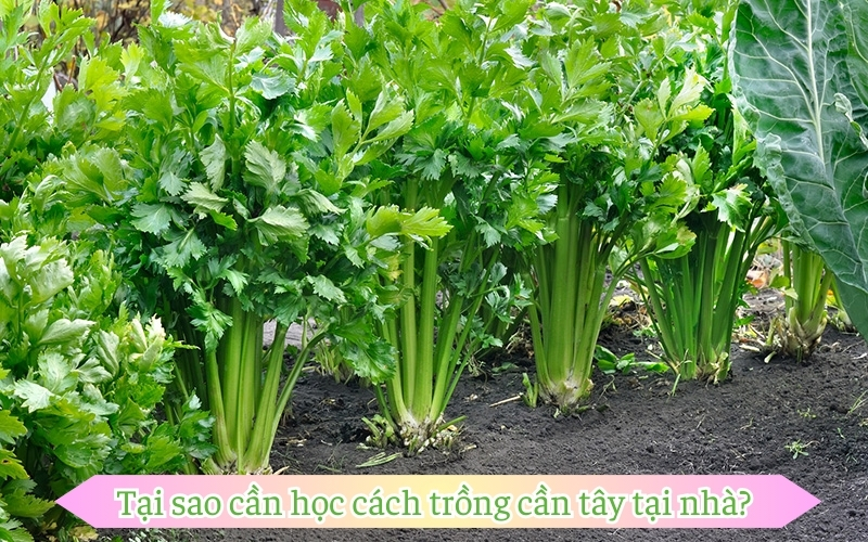 Tại sao cần học cách trồng cần tây tại nhà?