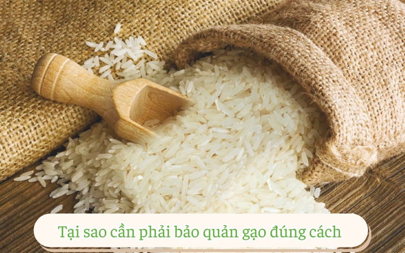 Tại sao cần phải bảo quản gạo đúng cách