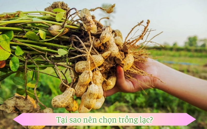 Tại sao nên chọn trồng lạc?