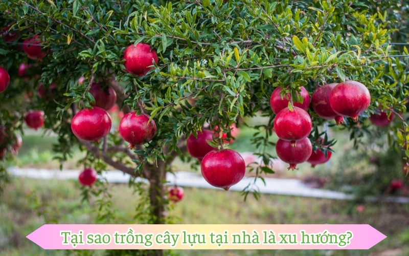 Tại sao trồng cây lựu tại nhà là xu hướng?