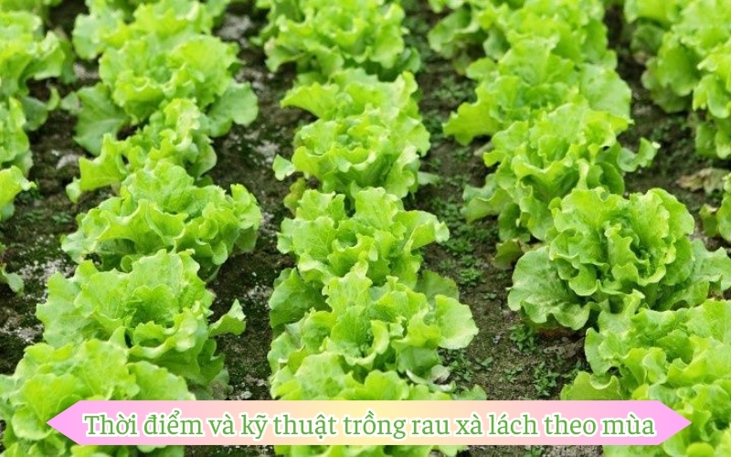 Thời điểm và kỹ thuật trồng rau xà lách theo mùa