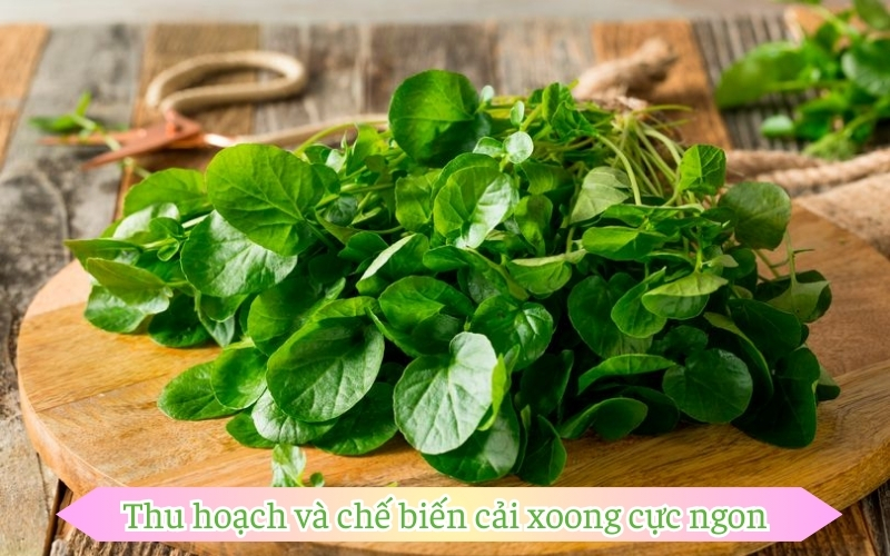 Thu hoạch và chế biến cải xoong cực ngon